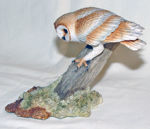 Picture of Barn Owl