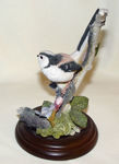 Image de Long Tailed with Lungwort