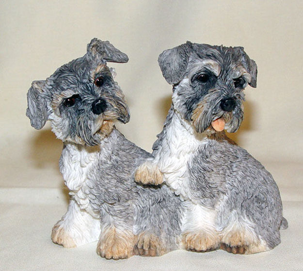 Picture of Schnauzer Puppy