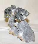 Picture of Schnauzer Puppy