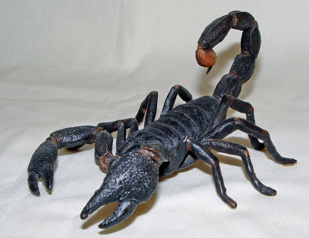 Image de Scorpion