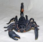 Picture of Scorpion