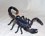 Image de Scorpion