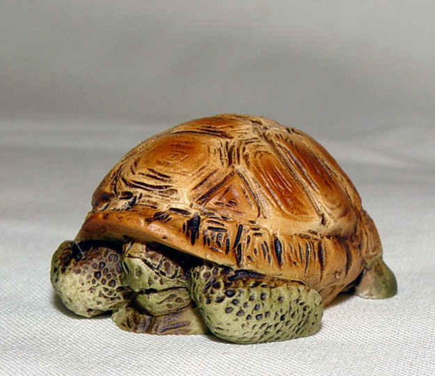 Image de Turtle in shell