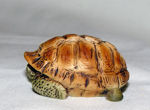Image de Turtle in shell