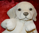 Image de Labrador Playing