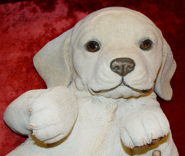 Image de Labrador Playing