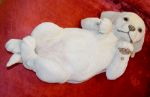 Image de Labrador Playing