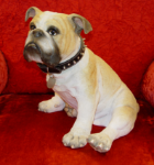 Picture of English Bulldog - Winston