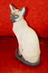 Picture of Siamese Cat